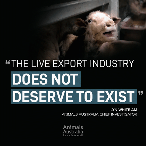 Animal Cruelty Live Export GIF by Animals Australia