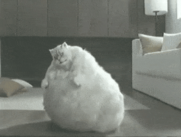 fat cat GIF