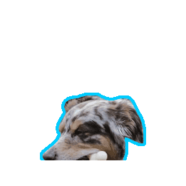 PetSafe Sticker