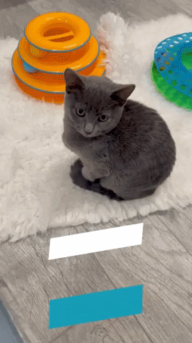 Ccl GIF by catcafelounge