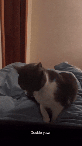 Oscymeow GIF