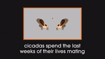 Cicada GIF by Princeton University