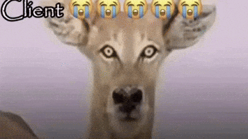 Son Client GIF