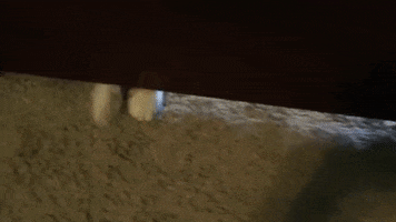 Cat Attack GIF by Blue Stahli