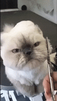 angry cat GIF