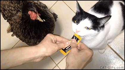  cat look sharing hen mentality GIF