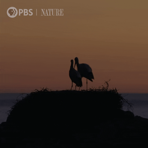 Pbs Nature Love GIF by Nature on PBS