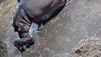 Baby Hippo Born at Cincinnati Zoo