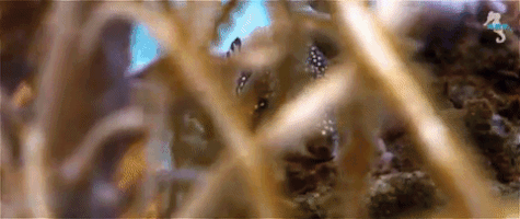 liquidART sealife guadeloupe liquidart GIF