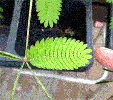 Bybfellows2018 Planthabituation GIF