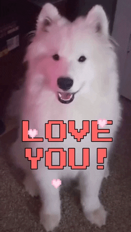 Samoyed Dog GIF