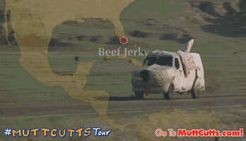 mutt cutts GIF by Dumb and Dumber To