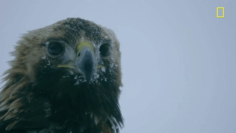 Hostile Planet: Mountains by National Geographic TV | GIPHY