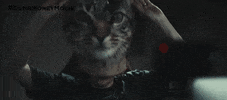 Paul Dano Cat Mask GIF by Sony Pictures