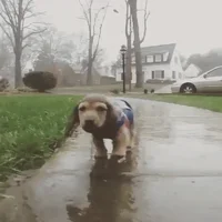 rain GIF