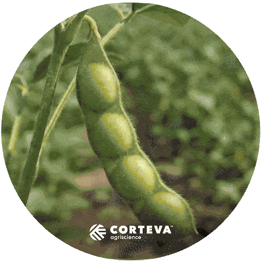 Fungicidacorteva Sticker by Corteva Brasil