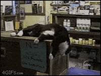 cat slepy on computer gifs