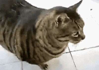 Big Cat wanting to learn about Cat Nutrition.