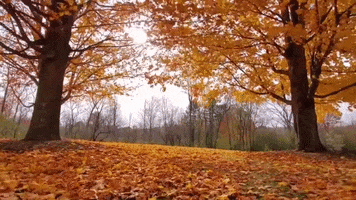 Fall Autumn GIF by Storyful