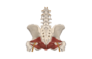 Anatomy Pelvis Sticker by Kristin Murray