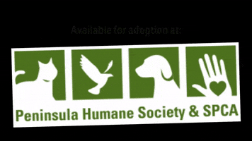 Adopt Humane Society GIF by Peninsula Humane Society & SPCA