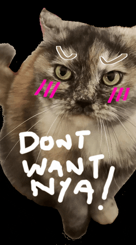 Cat GIF