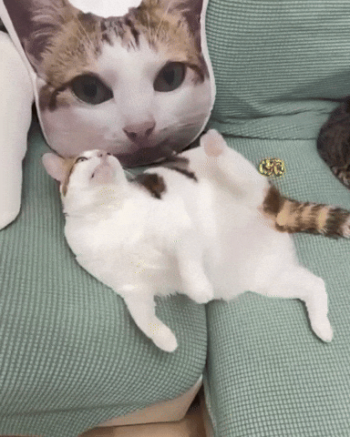 Cat Sigma GIF