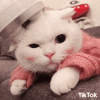Cat Love Gif By Tiktok Find Share On Giphy