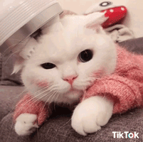 Cat Love Gif By Tiktok Find Share On Giphy Cat Love Gif By Tiktok Find Share On Giphy
