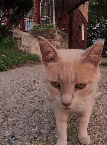 Funny Cat GIF