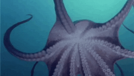 Ocean Octopus GIF by OctoNation - Find & Share on GIPHY