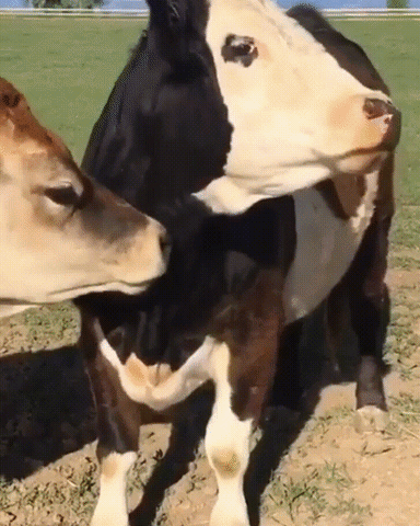 Cows Cattle GIF
