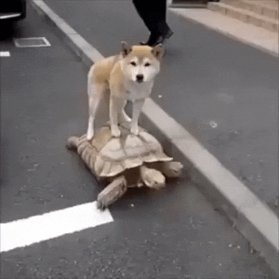 giphy.gif?cid=5e2148864ccb88040bb78e316400e42a0a6242cfcc69b97b&rid=giphy.gif&ct=g