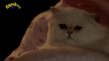 Hungry Cat GIF by CBeebies HQ