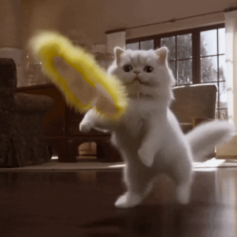 Cats GIF