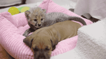 animals