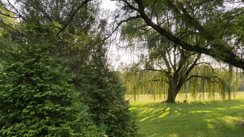 Tree GIF