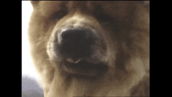 jeff the brotherhood woof GIF by Infinity Cat Recordings