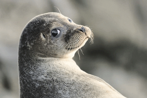 Northern-fur-seal GIFs - Get the best GIF on GIPHY