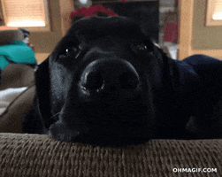 surprised dog GIF