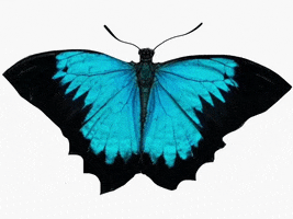 Blue Butterfly Fish GIF by Barbara Pozzi
