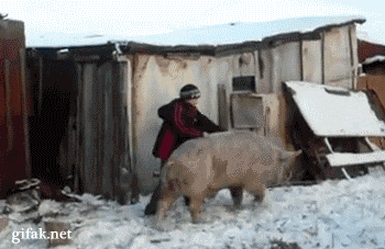 Pig Rides GIFs - Find & Share on GIPHY