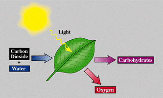 photosynthesis GIF