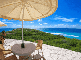 TheDolphinCompany GIF