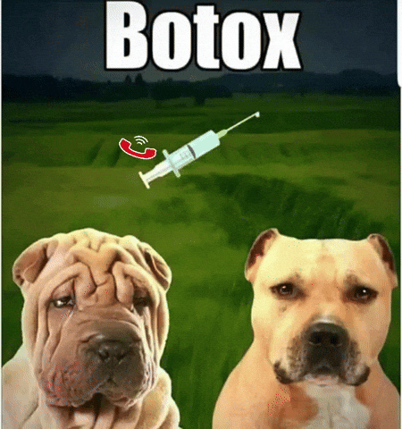 Dog GIF