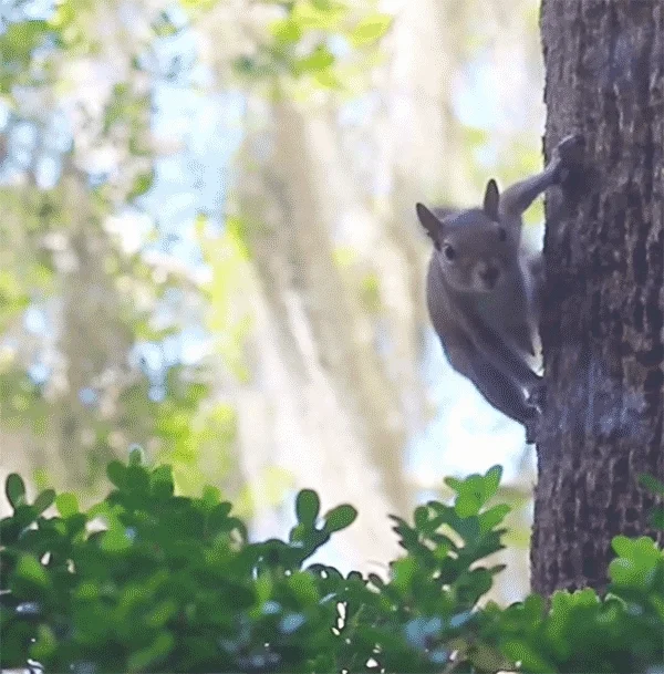 squirrel wagging tail GIF by University of Florida