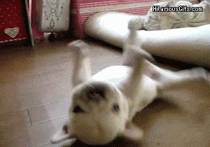 Roll Over Safe For Work GIF - Find & Share on GIPHY