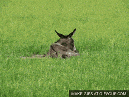 donkey