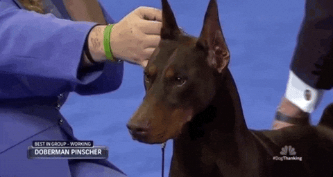 National Dog Show 2018 GIF by NBC - Find & Share on GIPHY