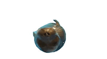 Seal Swimming Sticker
